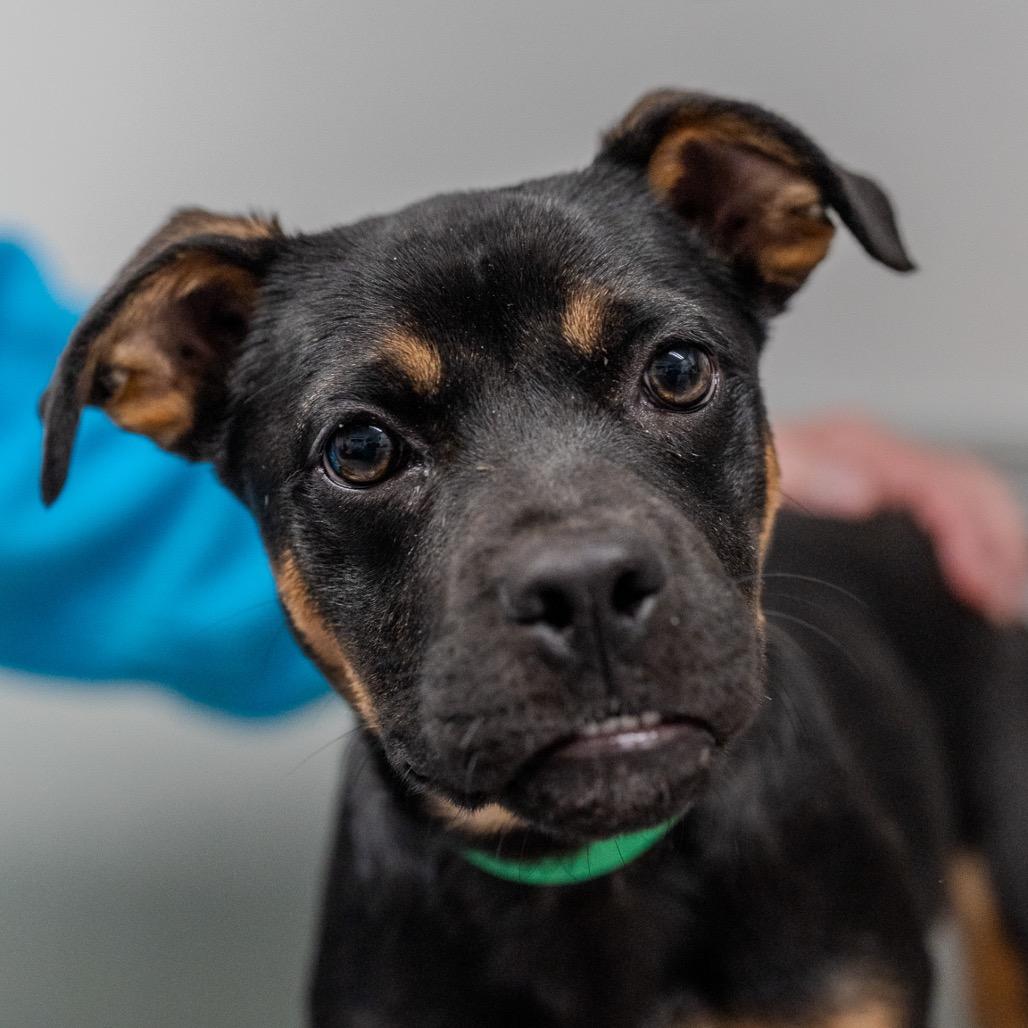 Uno, Adoptable, Puppy Female Boxer.