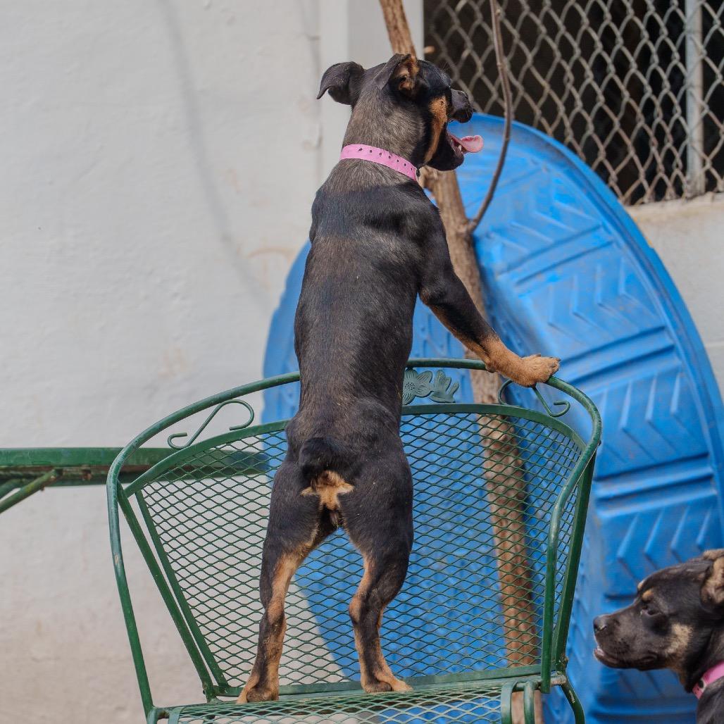 Uno, a Adoptable mixed breed in Pawling, NY image 2/6