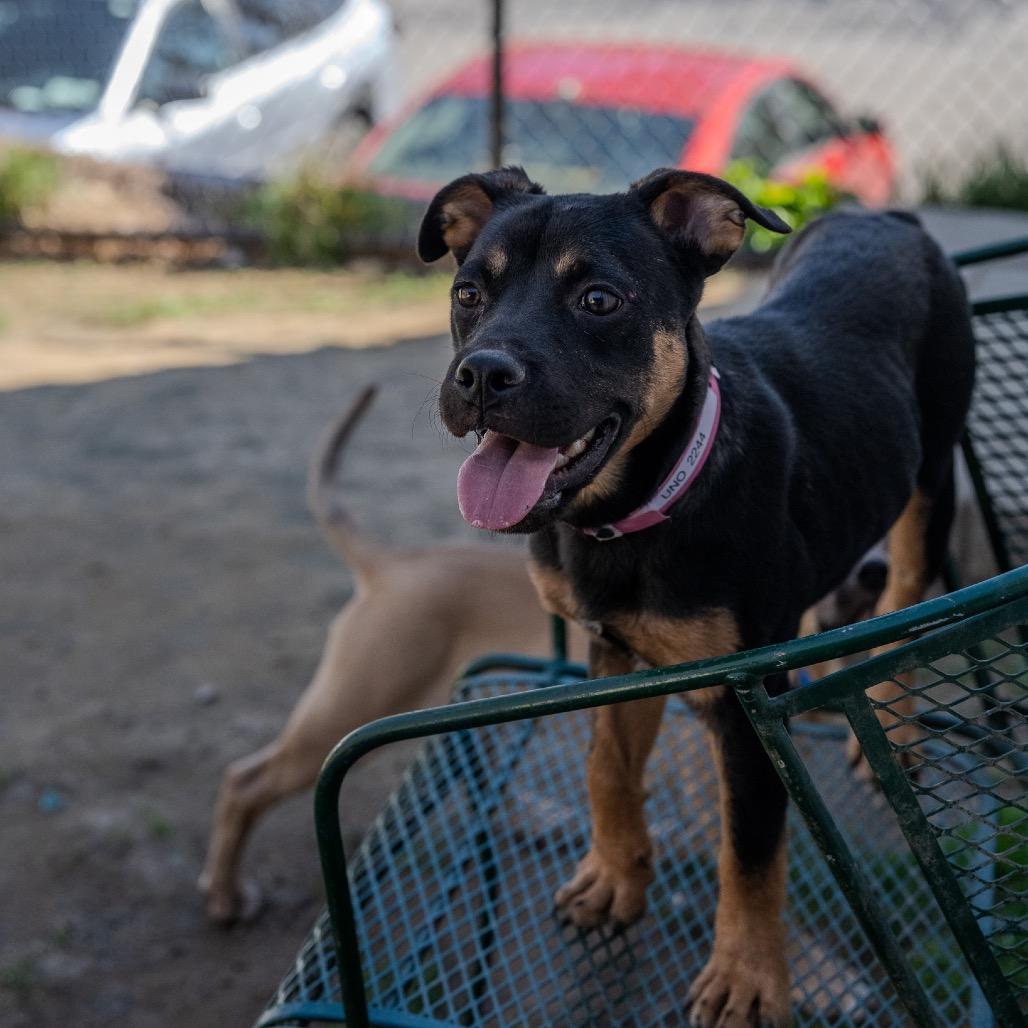 Enlarge Uno, a Adoptable mixed breed in Pawling, NY image 2/6