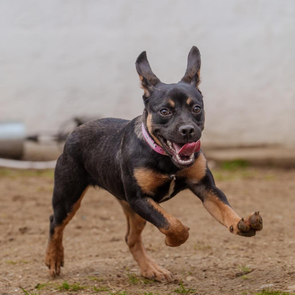 Uno, a Adoptable mixed breed in Pawling, NY image 3/6