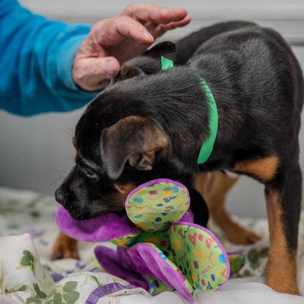 Enlarge Uno, a Adoptable mixed breed in Pawling, NY image 2/6