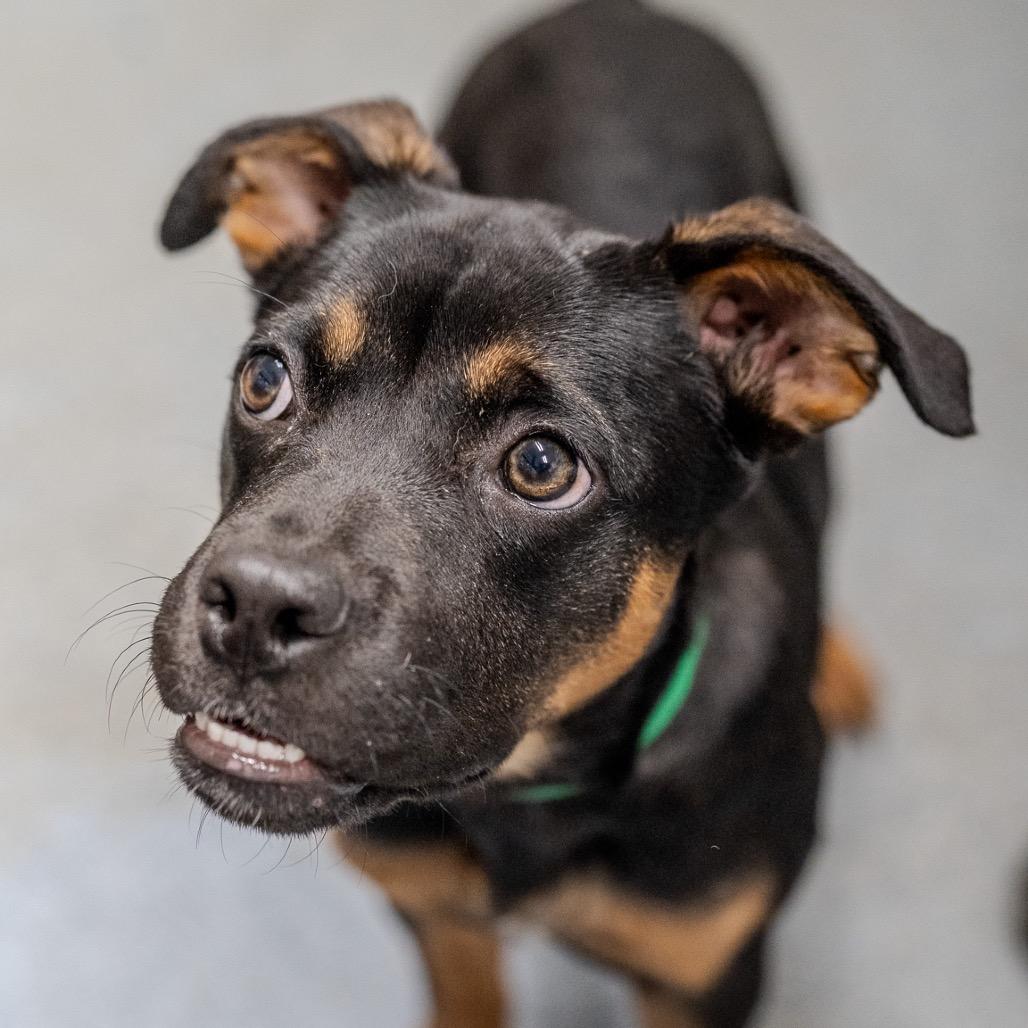 Enlarge Uno, a Adoptable mixed breed in Pawling, NY image 3/6