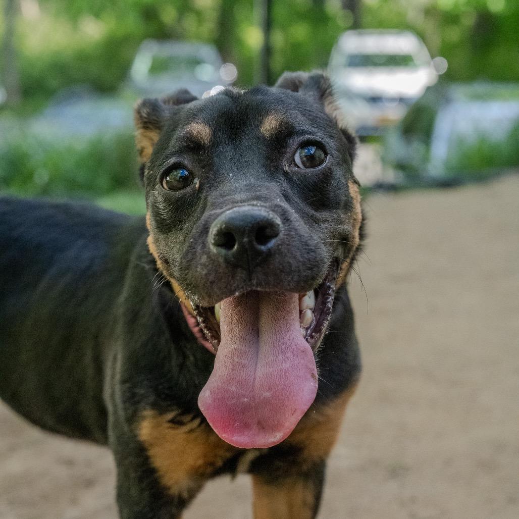 Uno, a Adoptable mixed breed in Pawling, NY image 4/6