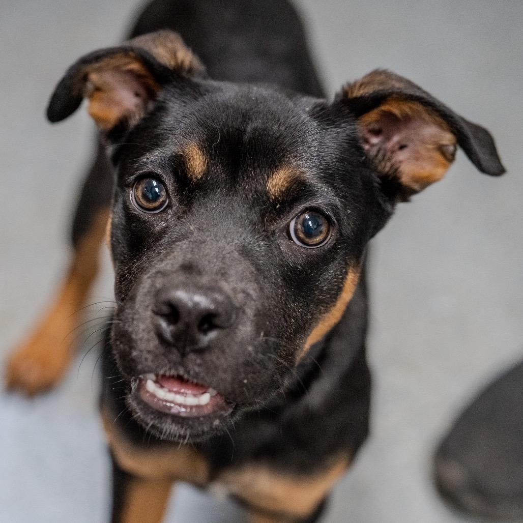 Enlarge Uno, a Adoptable mixed breed in Pawling, NY image 4/6