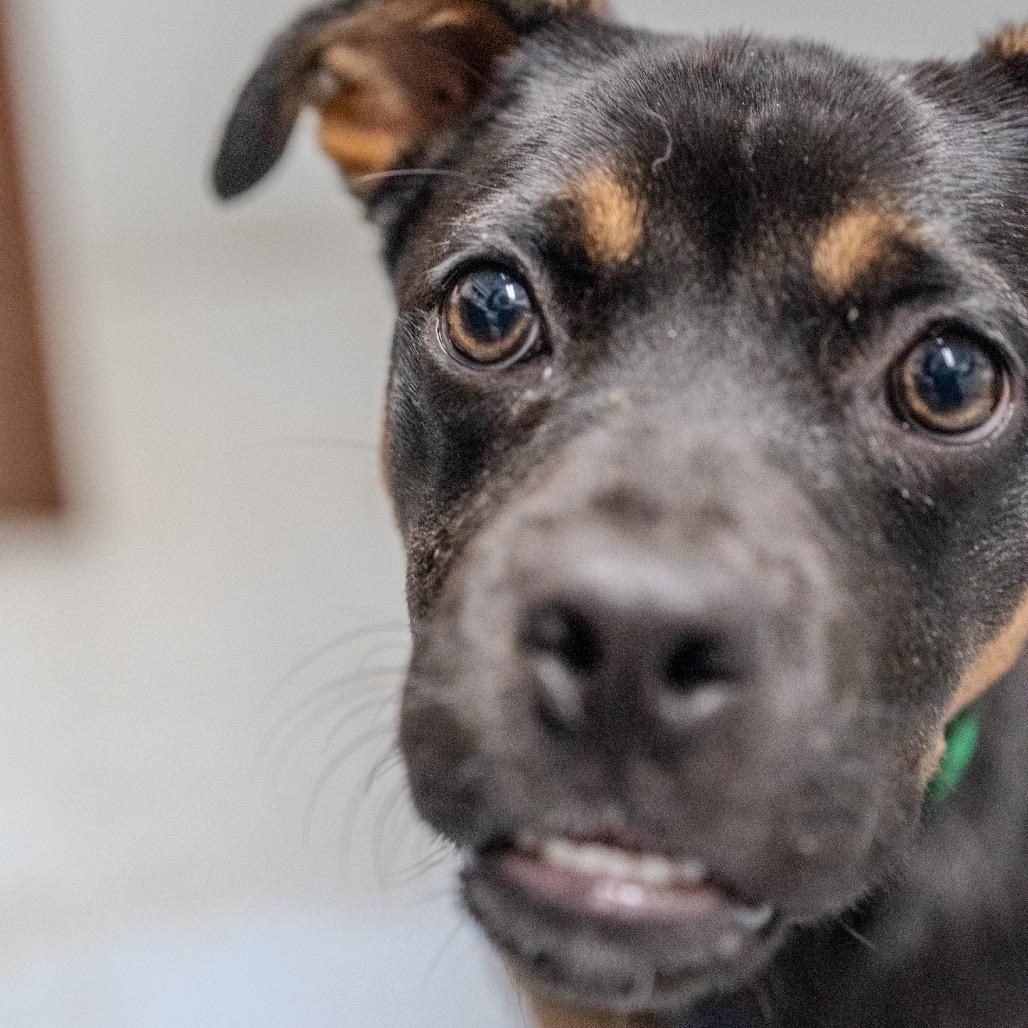 Enlarge Uno, a Adoptable mixed breed in Pawling, NY image 5/6