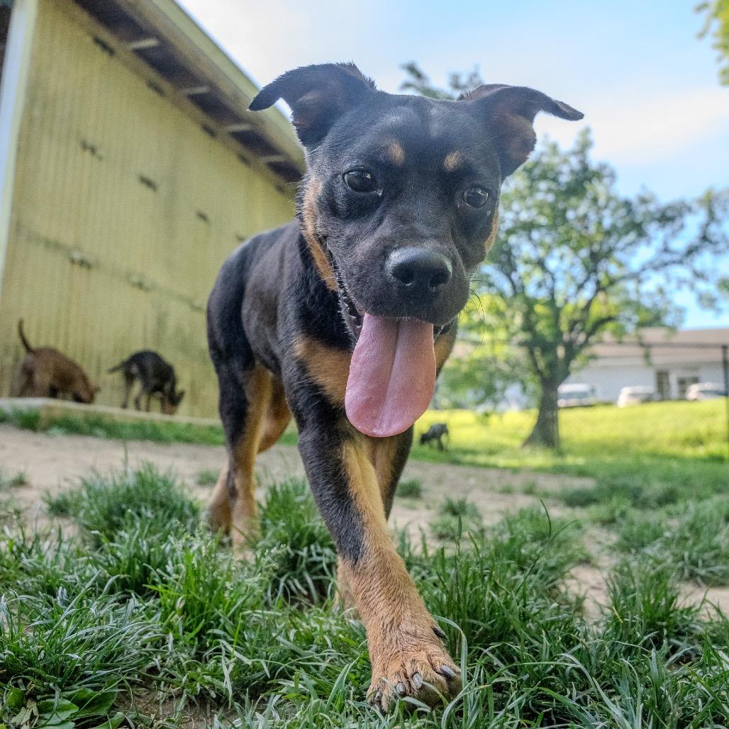 Uno, a Adoptable mixed breed in Pawling, NY image 5/6