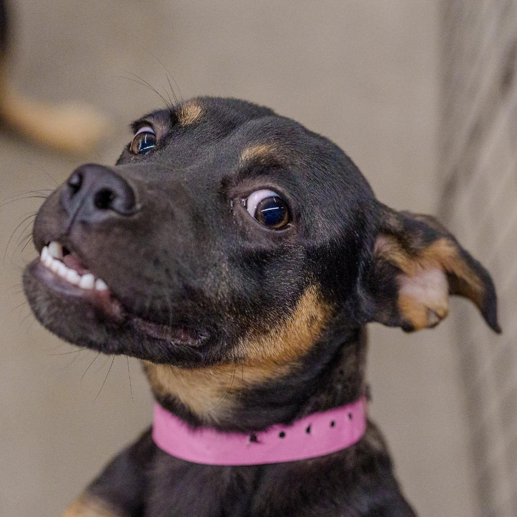 Uno, a Adoptable mixed breed in Pawling, NY image 6/6
