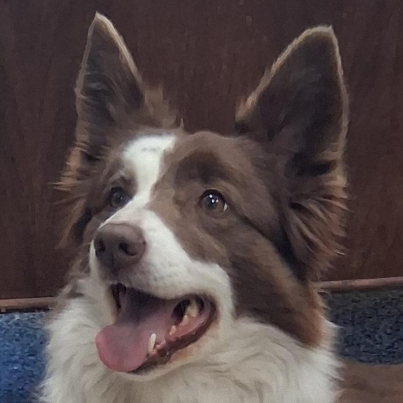 Enlarge Bailey, an adopted mixed breed in Fairmont, MN image 4/5