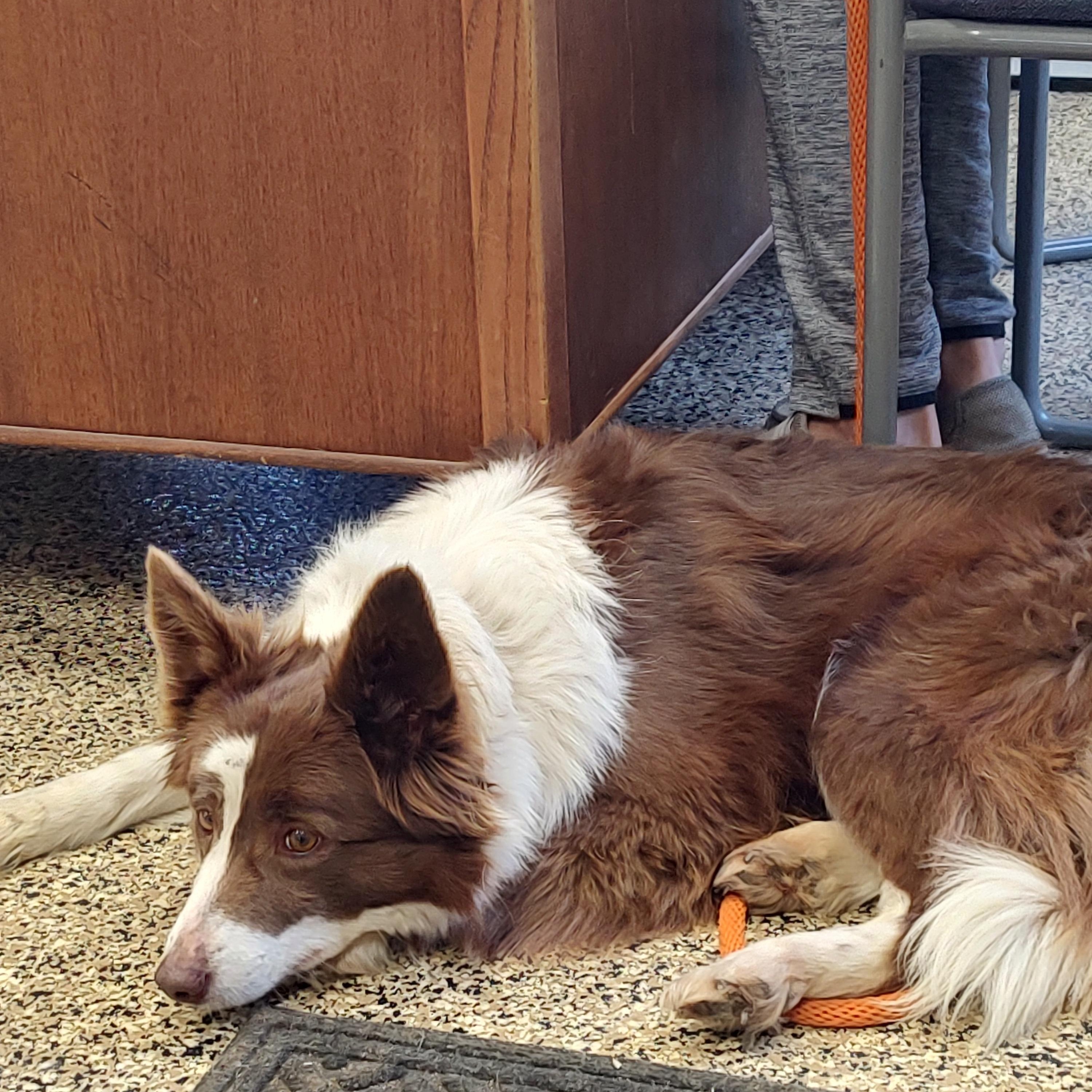 Enlarge Bailey, an adopted mixed breed in Fairmont, MN image 5/5