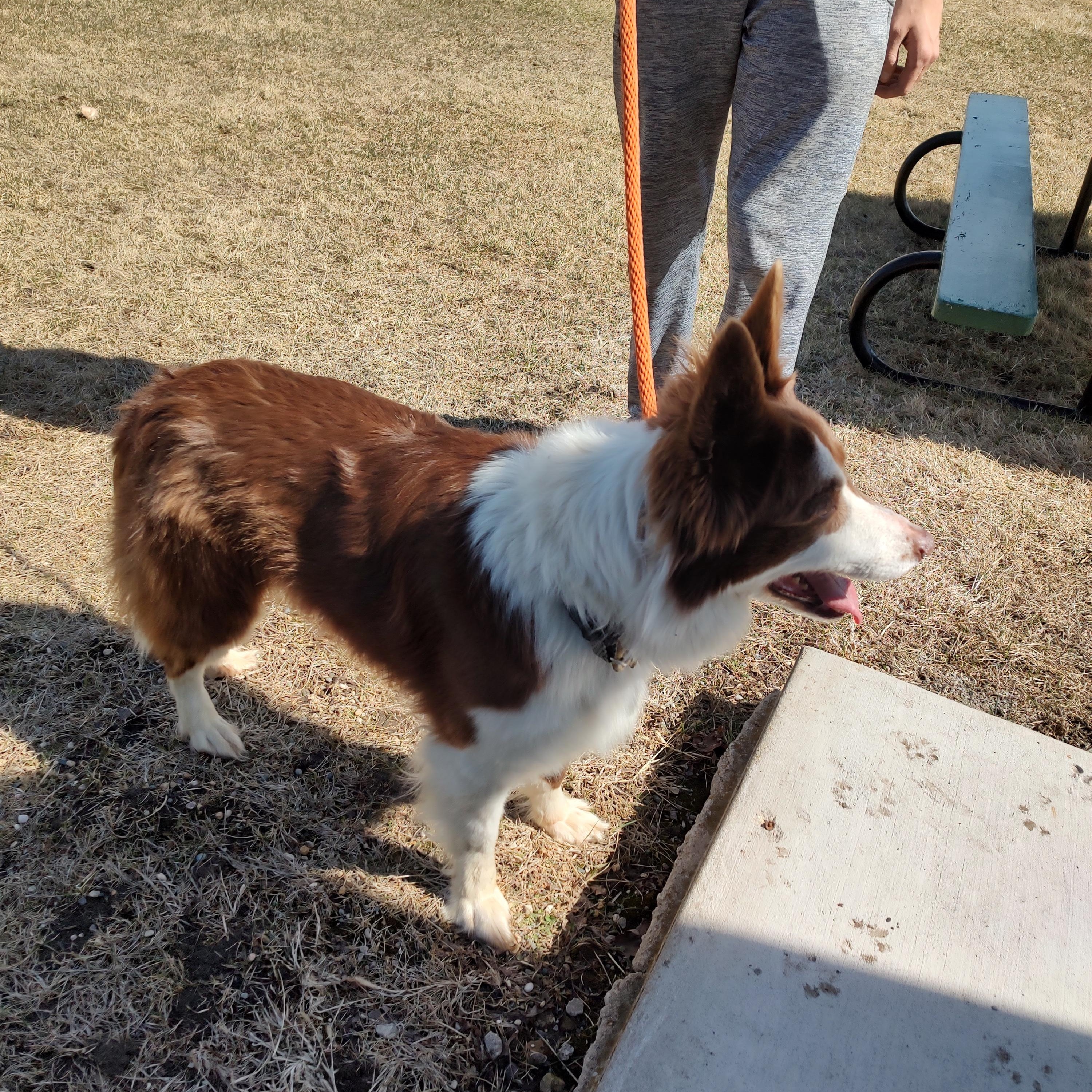 Enlarge Bailey, an adopted mixed breed in Fairmont, MN image 3/5