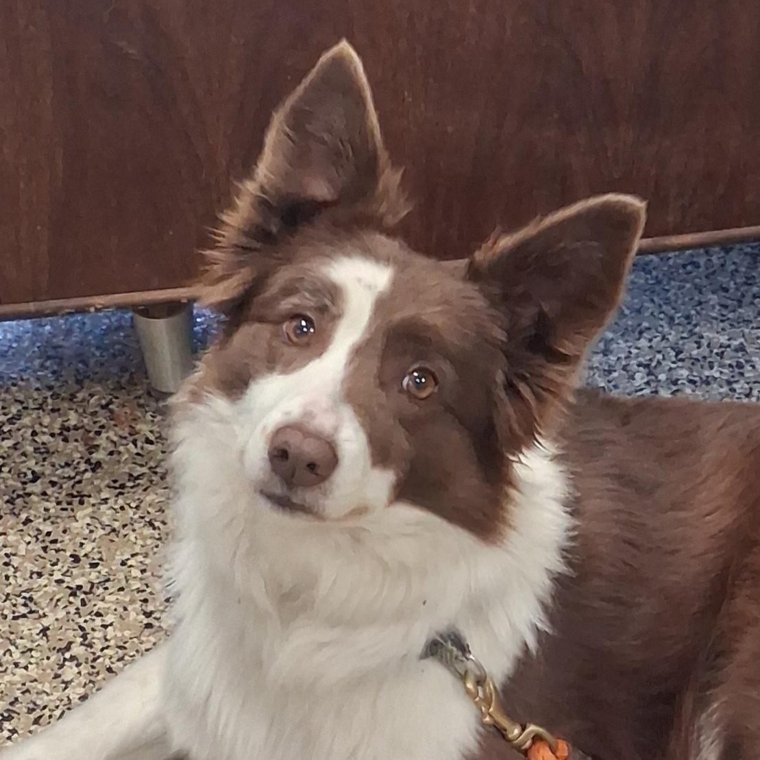 Bailey, adopted, Adult Female Australian Shepherd & Mixed Breed.