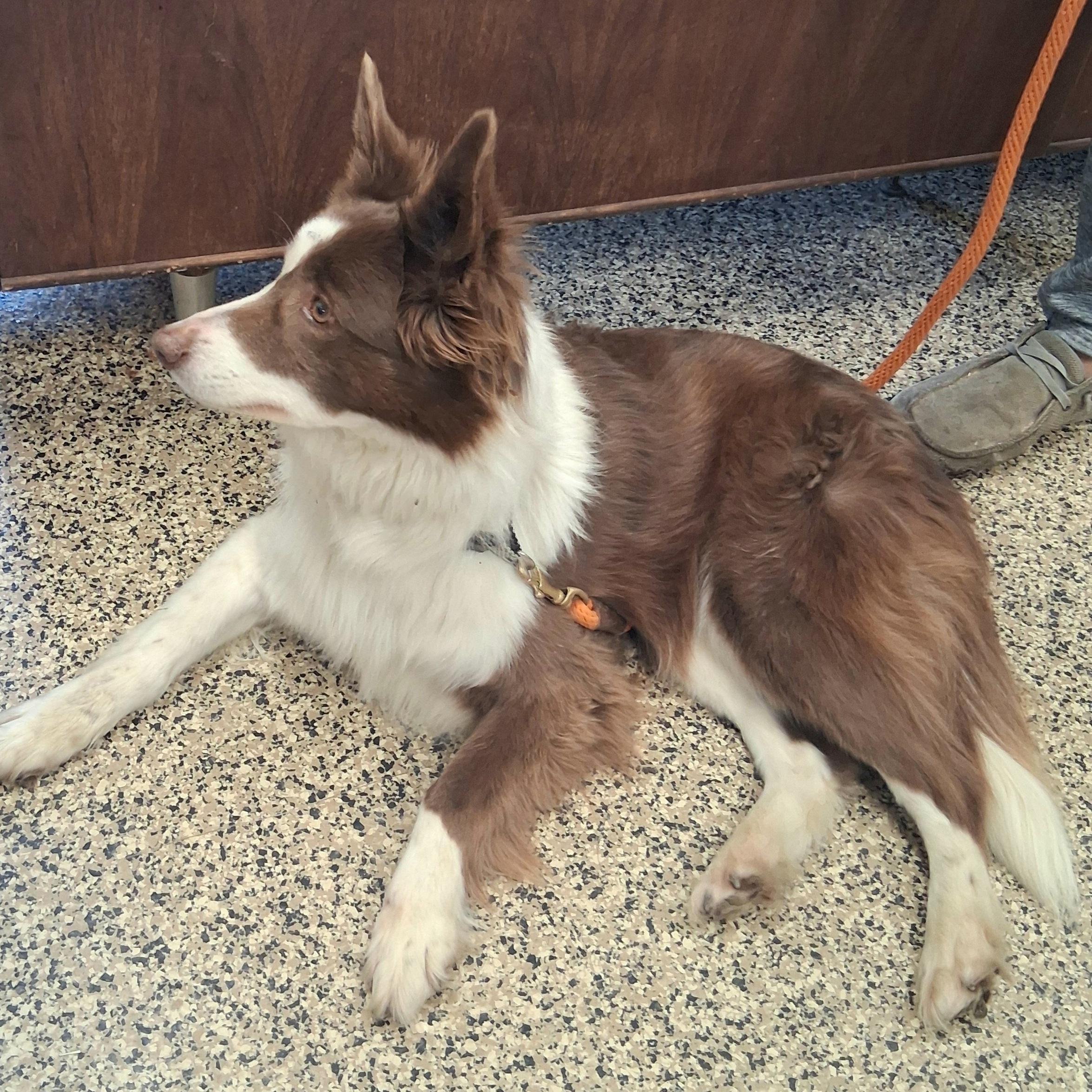 Enlarge Bailey, an adopted mixed breed in Fairmont, MN image 2/5