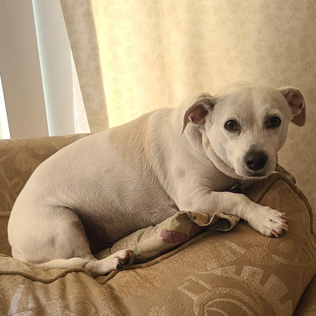 Sparky, Adoptable, Senior Male Chihuahua & Terrier.