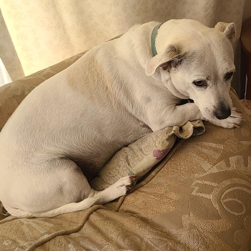Enlarge Sparky, a Adoptable mixed breed in Calimesa, CA image 2/3