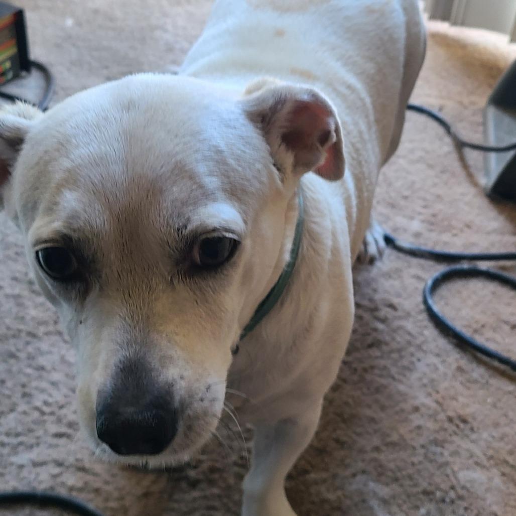 Enlarge Sparky, a Adoptable mixed breed in Calimesa, CA image 3/3