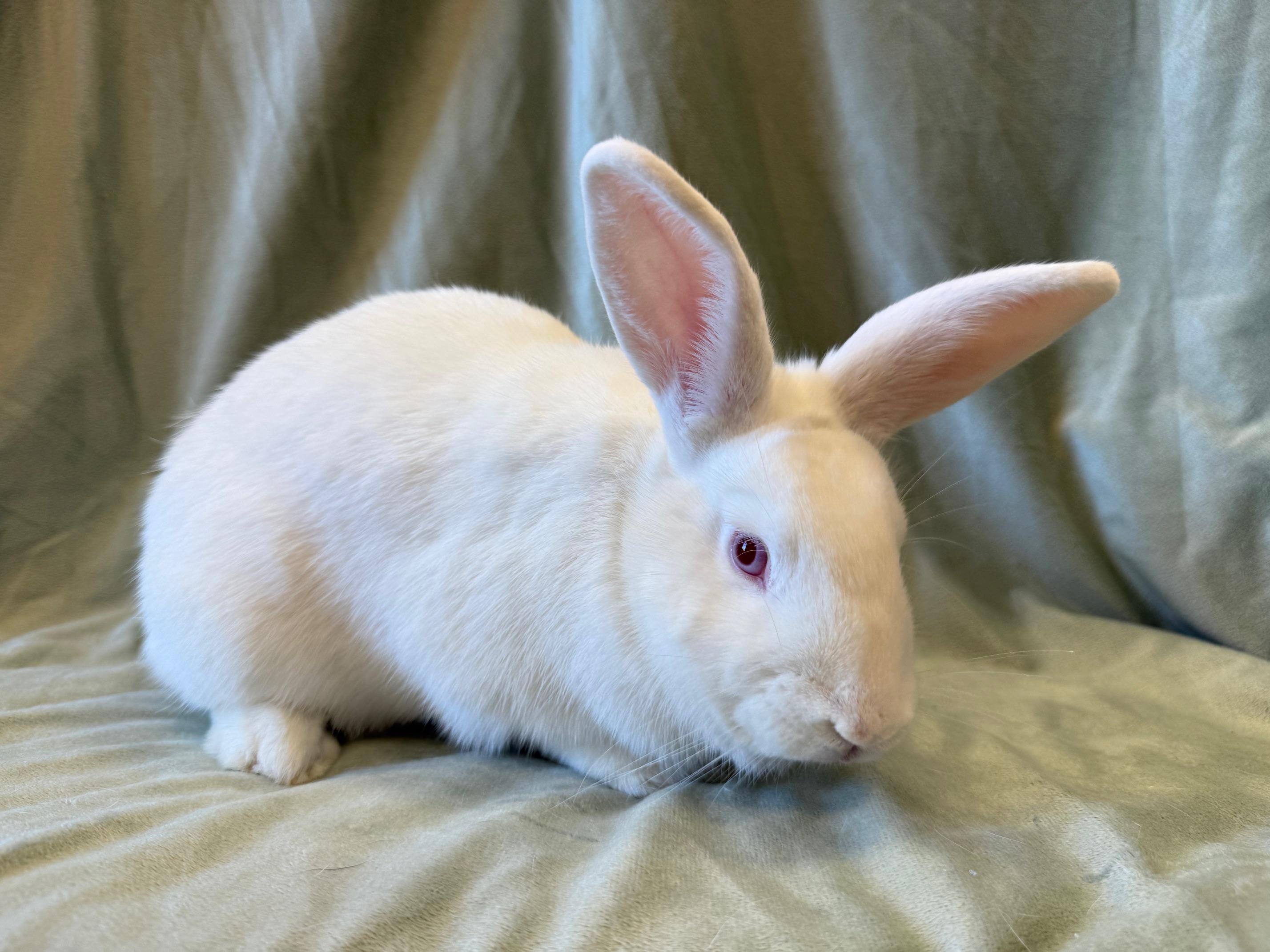 Enlarge Black, a Adoptable mixed breed in Rancho Cordova, CA image 4/6