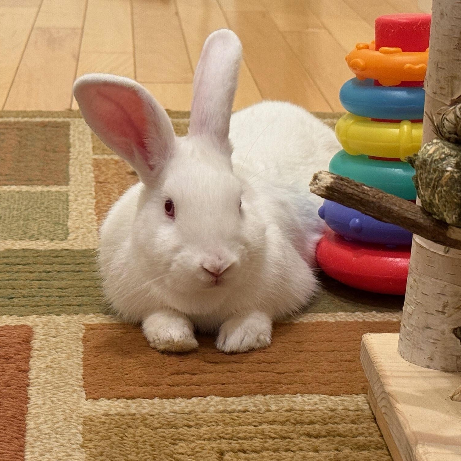 Black, Adoptable, Young Male New Zealand & Bunny Rabbit.