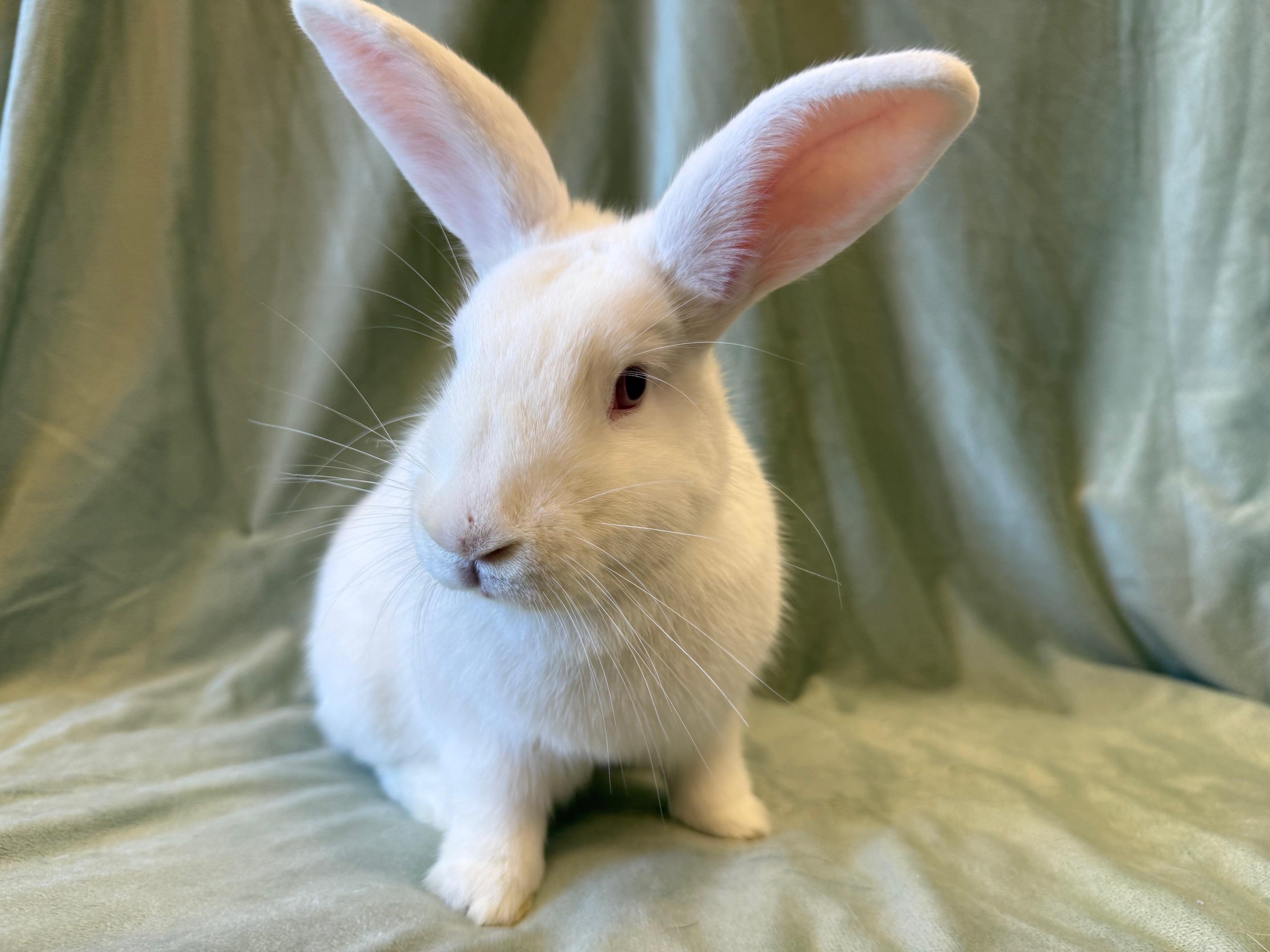 Enlarge Black, a Adoptable mixed breed in Rancho Cordova, CA image 2/6