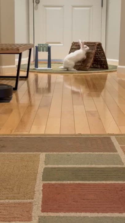 Enlarge Black, a Adoptable mixed breed in Rancho Cordova, CA video 5/6