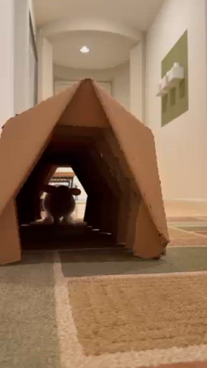 Enlarge Black, a Adoptable mixed breed in Rancho Cordova, CA video 6/6