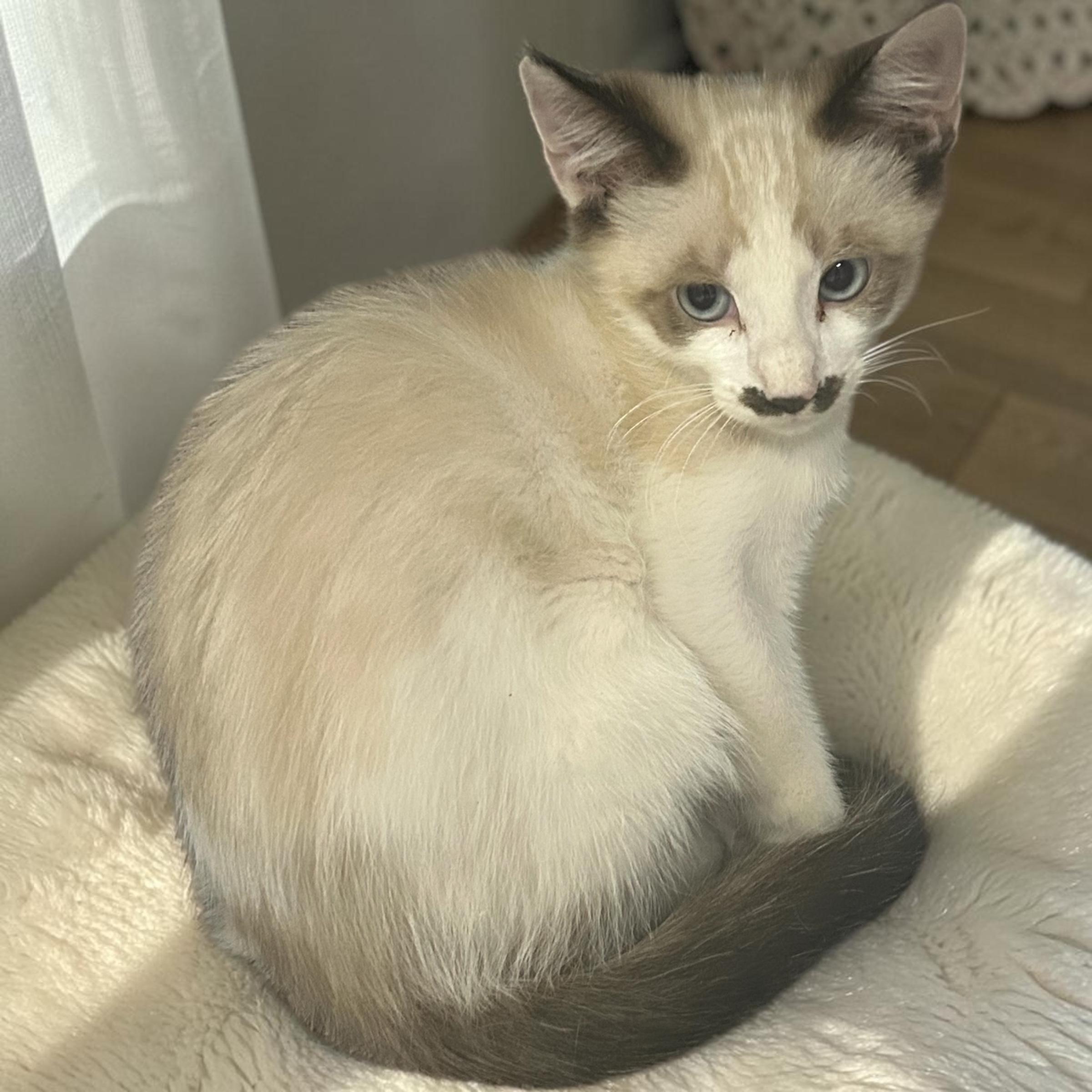 Sundae, a ADOPTABLE Snowshoe in Tulsa, OK image 1/5