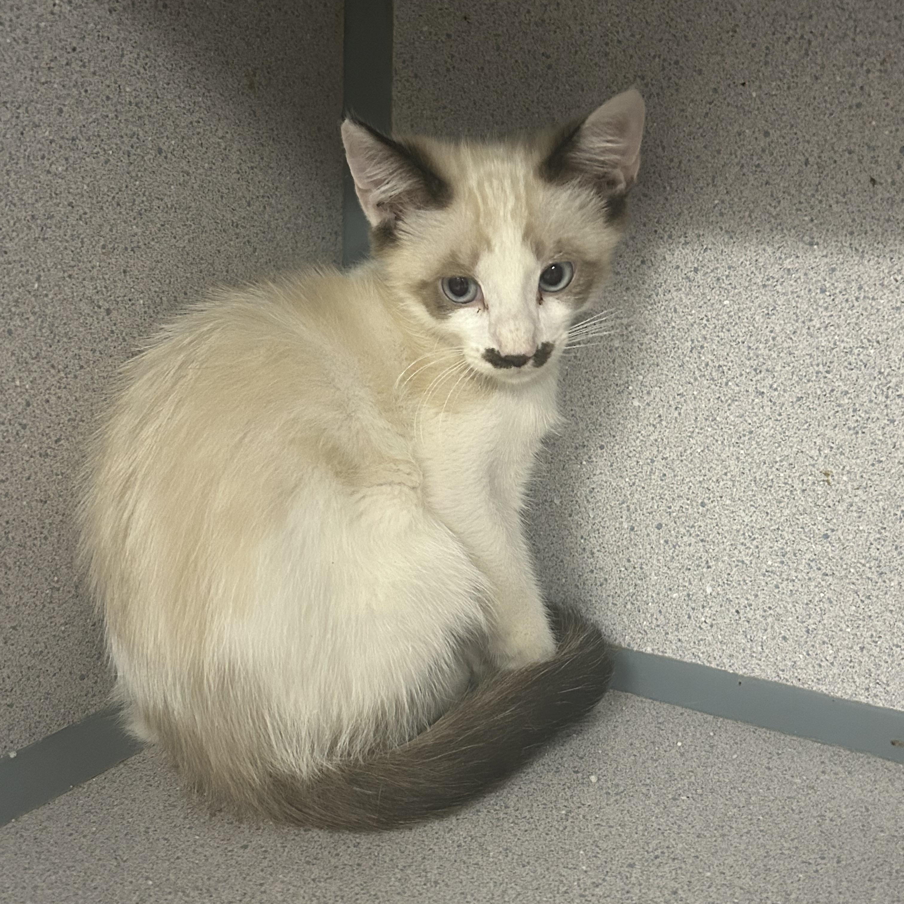 Sundae, a ADOPTABLE Snowshoe in Tulsa, OK image 2/5