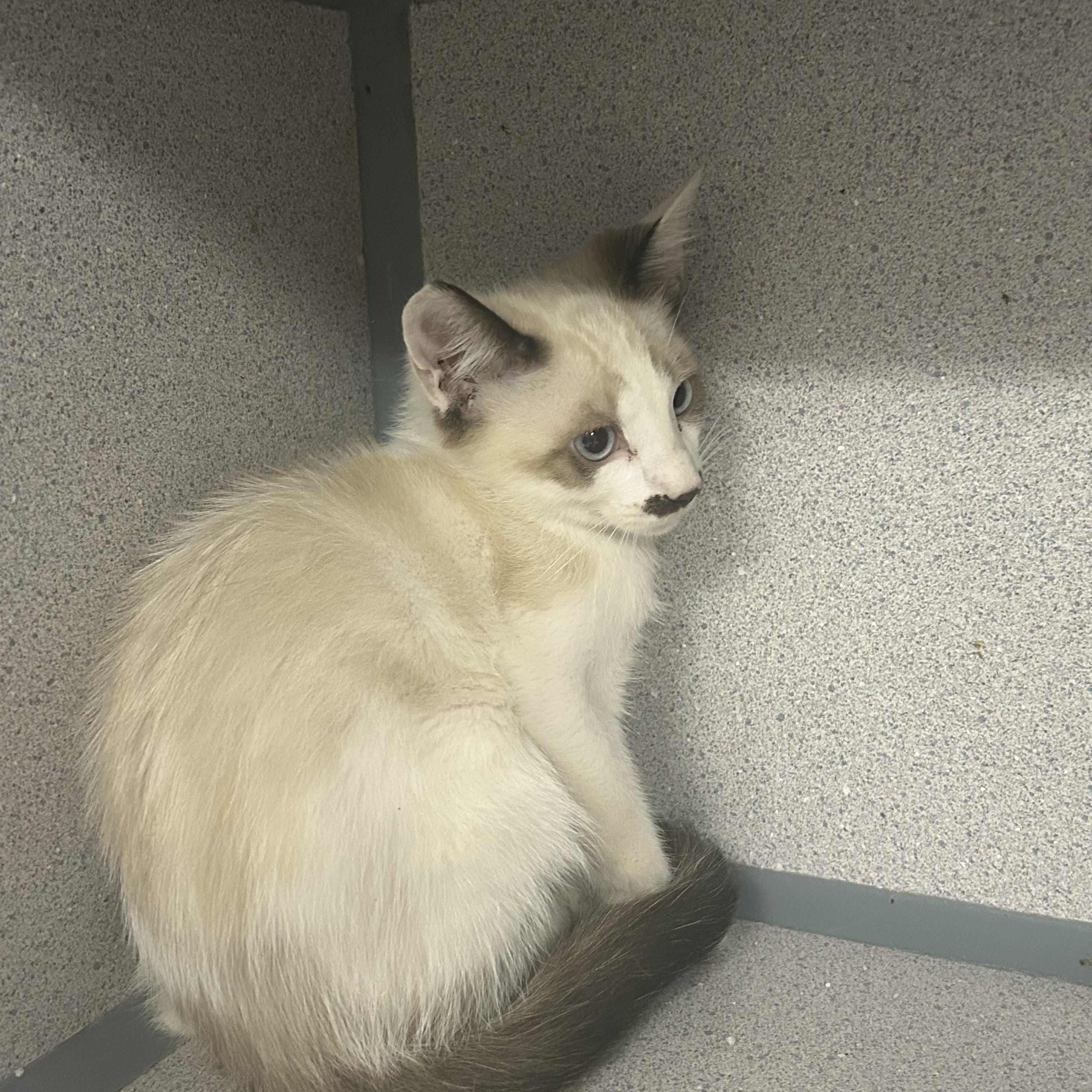 Sundae, a ADOPTABLE Snowshoe in Tulsa, OK image 4/5