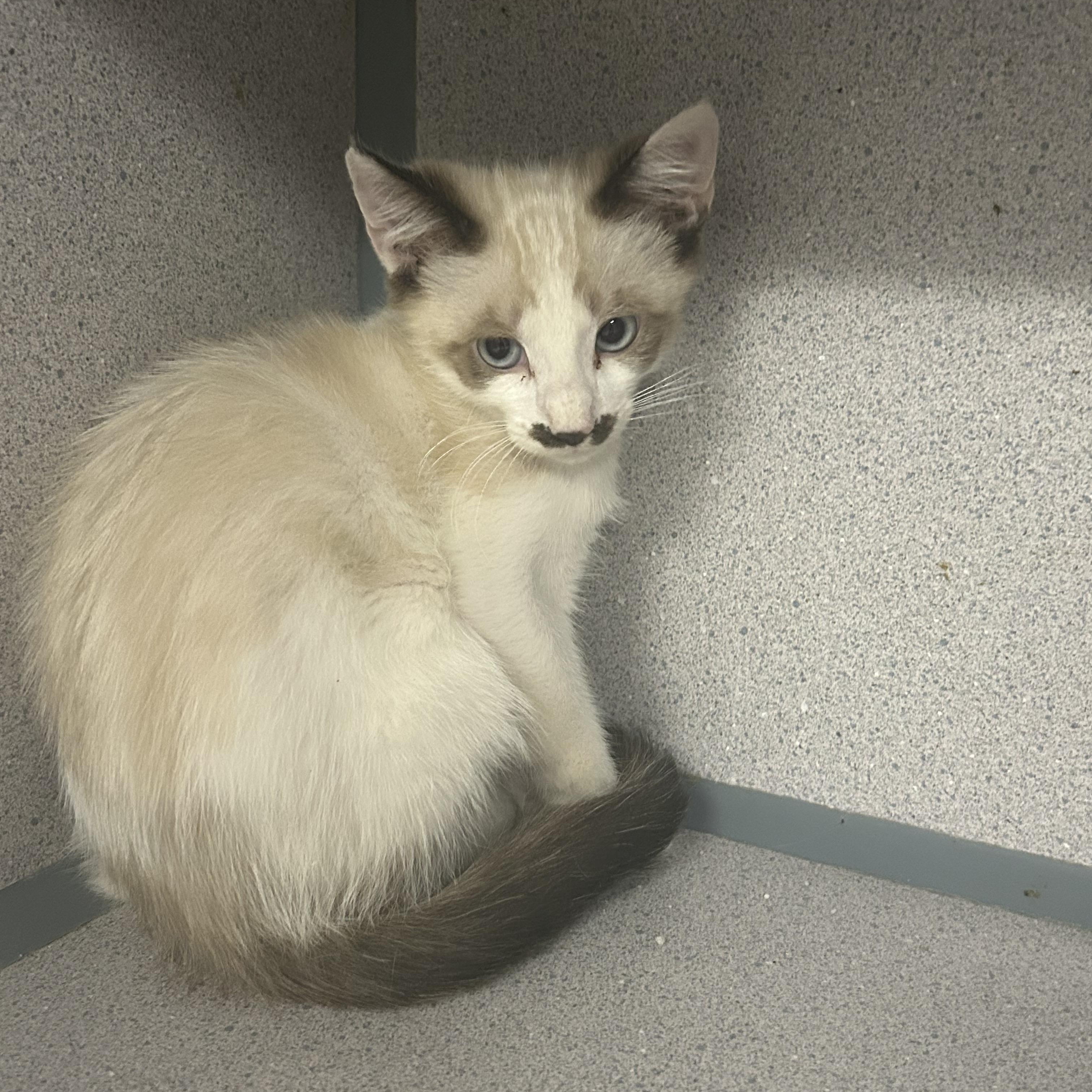 Sundae, a ADOPTABLE Snowshoe in Tulsa, OK image 5/5