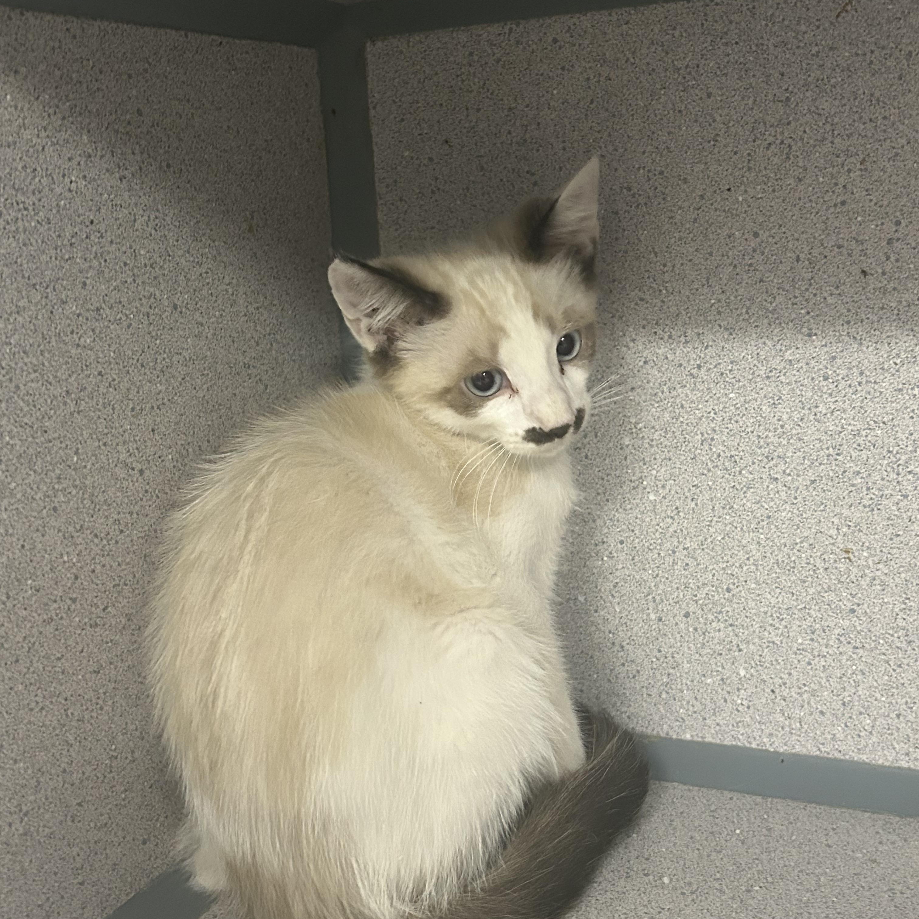 Sundae, a ADOPTABLE Snowshoe in Tulsa, OK image 3/5
