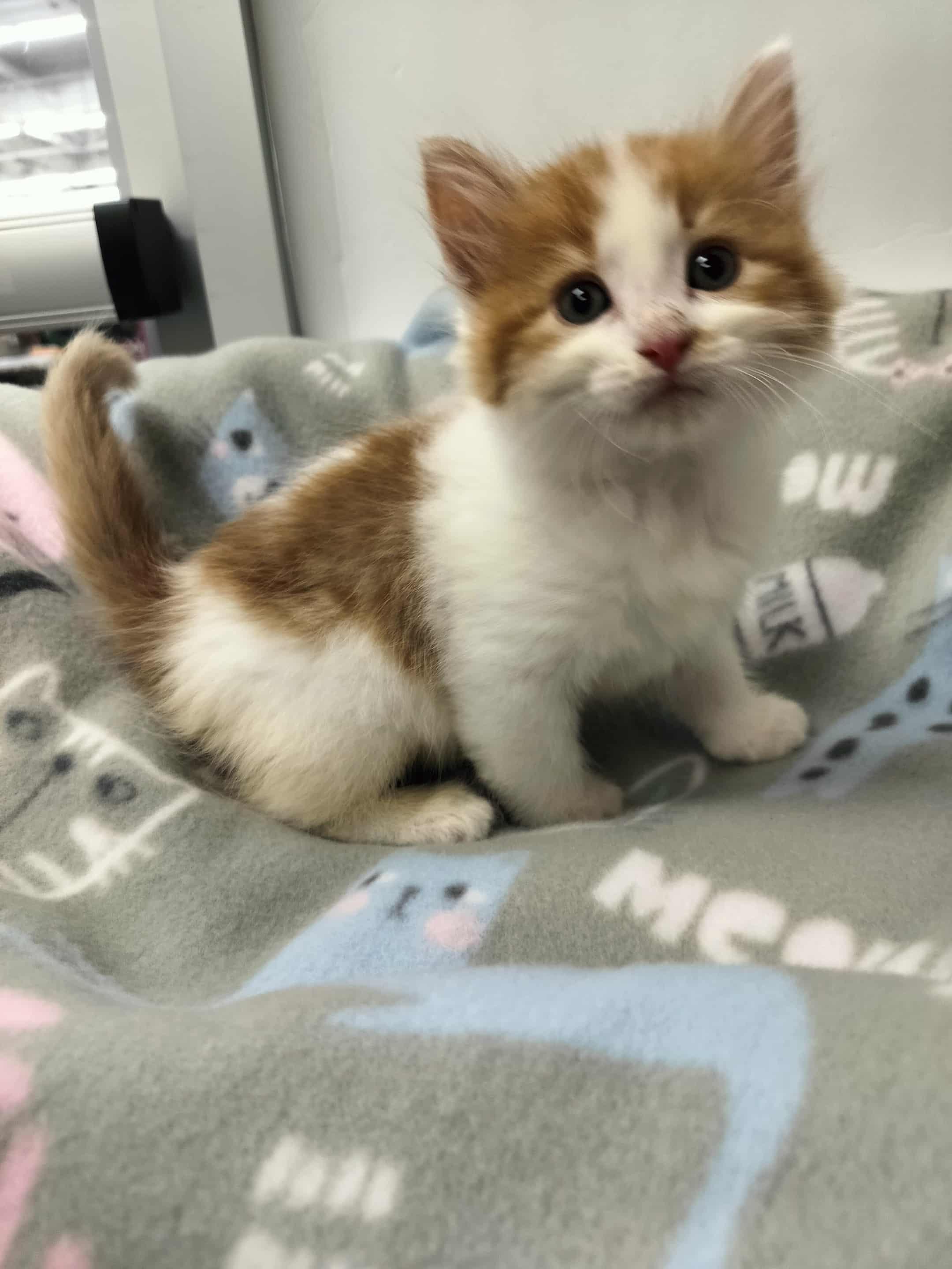 Lightning thumbnail 2