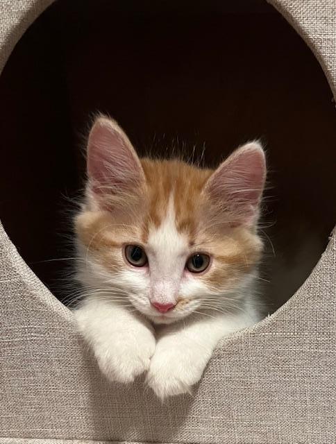 Lightning thumbnail 3