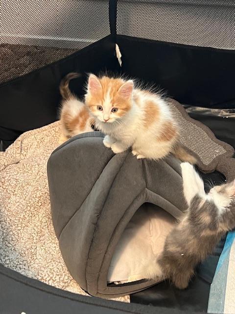 Lightning thumbnail 4