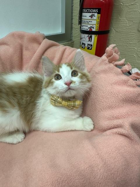 Lightning thumbnail 5