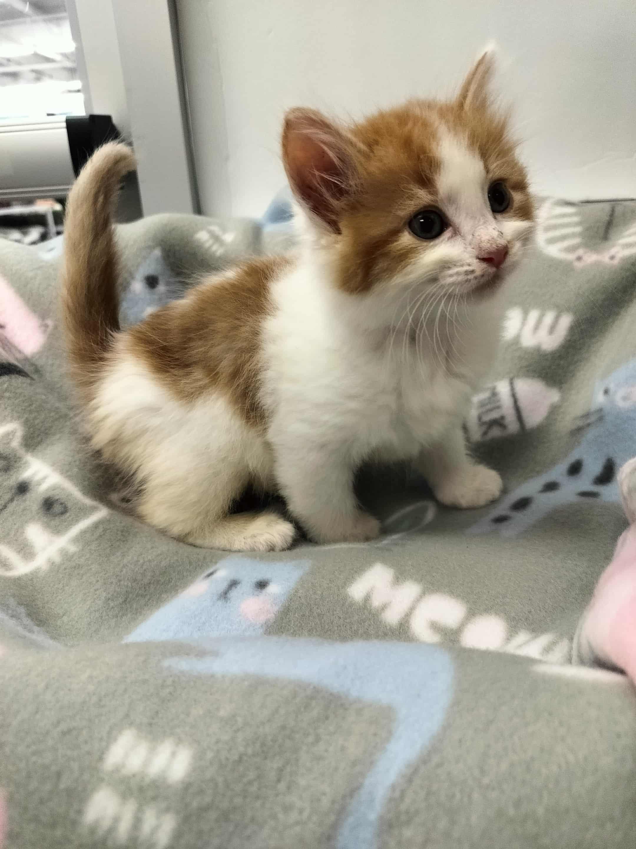 Lightning thumbnail 6