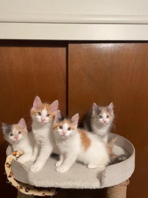 Lightning thumbnail 7