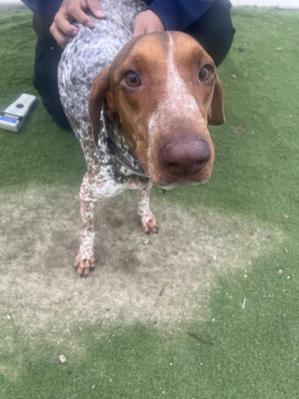 DOLLY (AVAILABLE DECEMBER 12, 2025), ADOPTABLE, Adult Female Pointer.