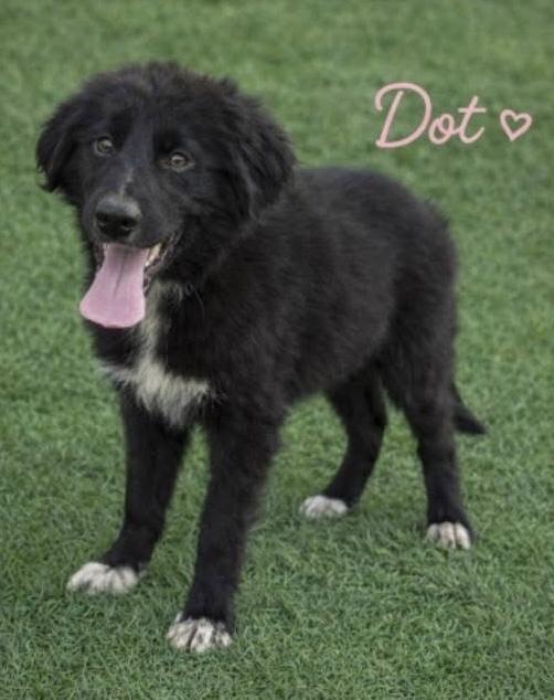Dot, a ADOPTABLE mixed breed in Crystal Lake, IL image 1/5