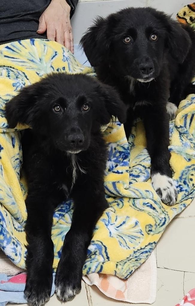 Dot, a ADOPTABLE mixed breed in Crystal Lake, IL image 4/5
