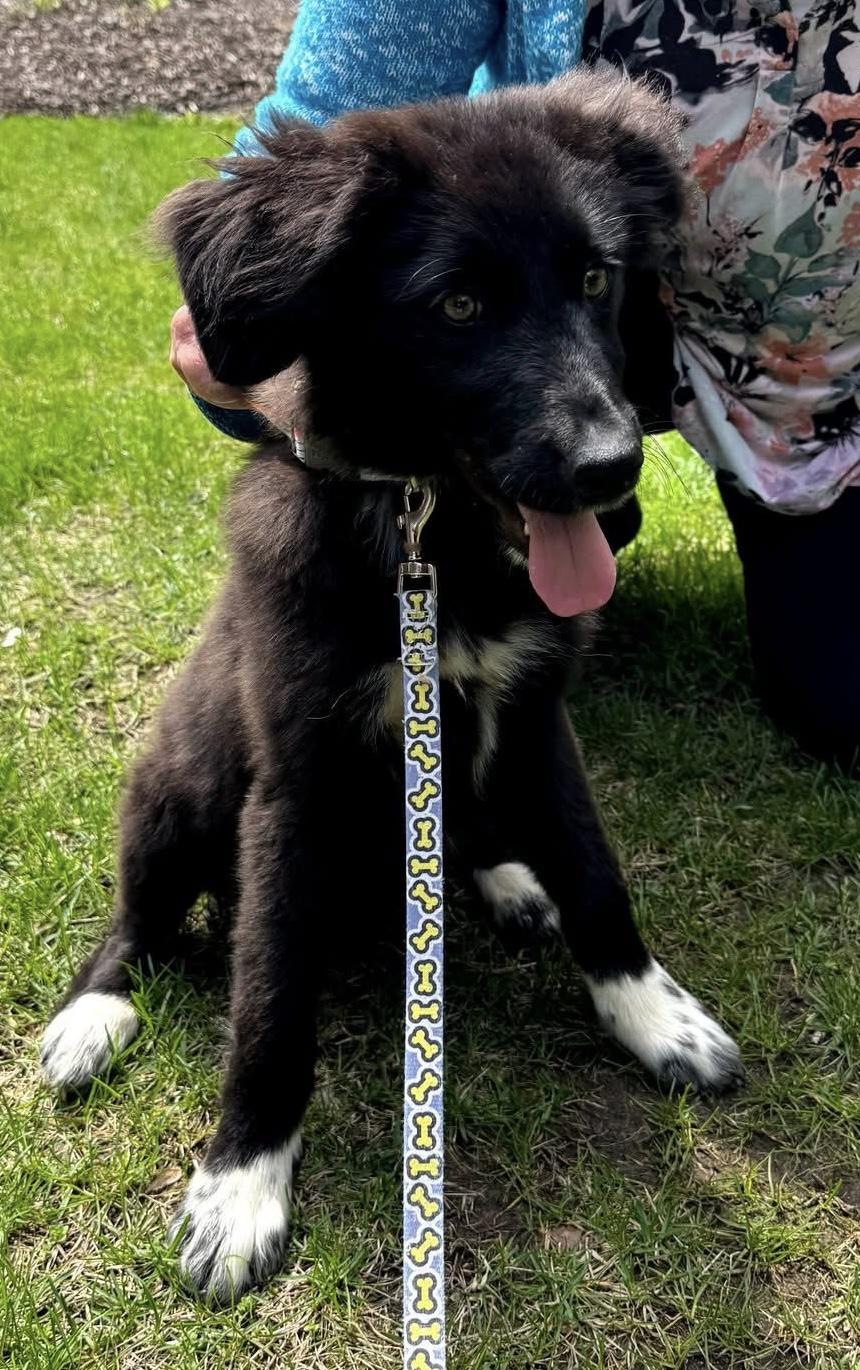 Dot, a ADOPTABLE mixed breed in Crystal Lake, IL image 3/5