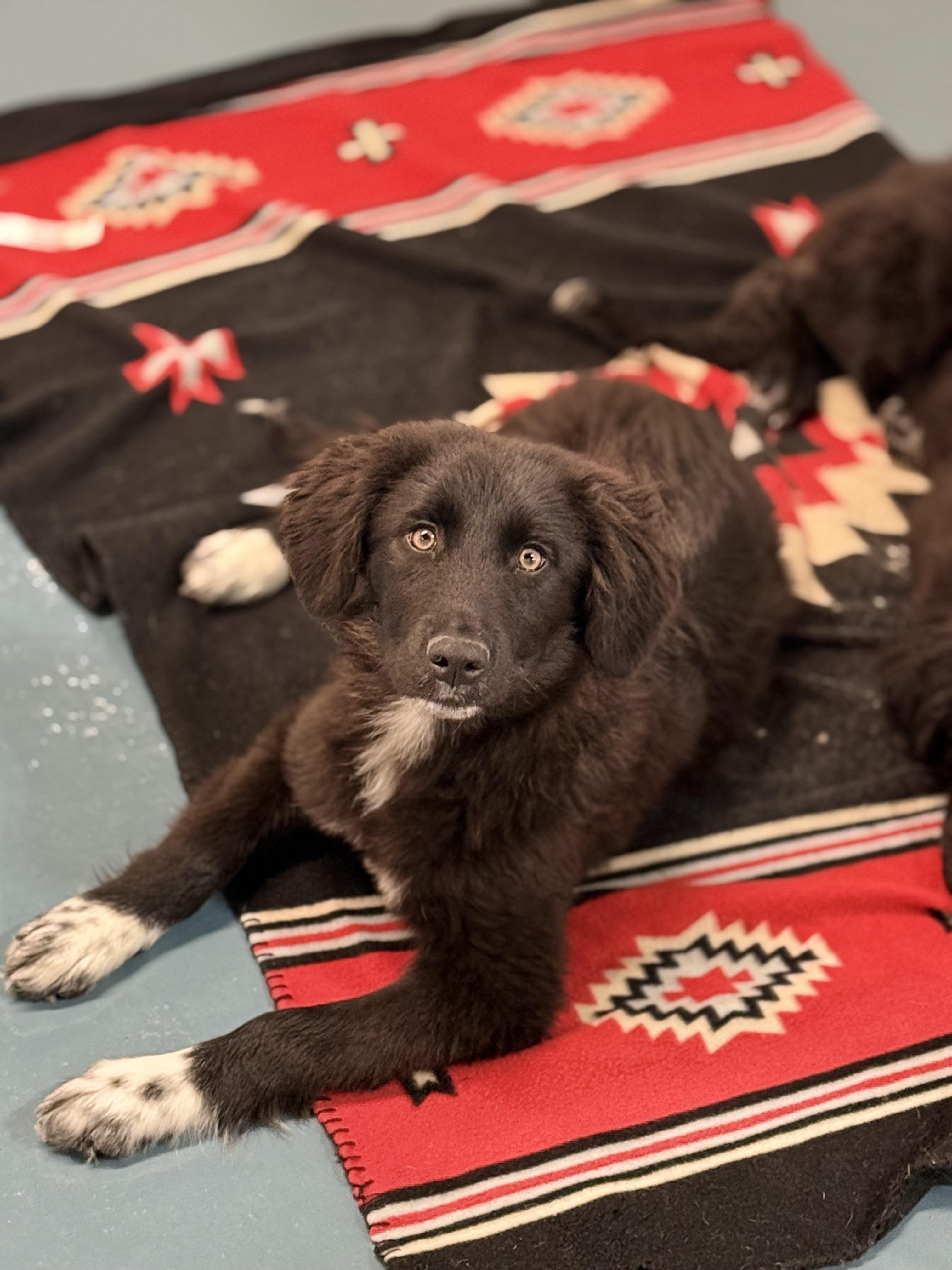 Dot, a ADOPTABLE mixed breed in Crystal Lake, IL image 2/5
