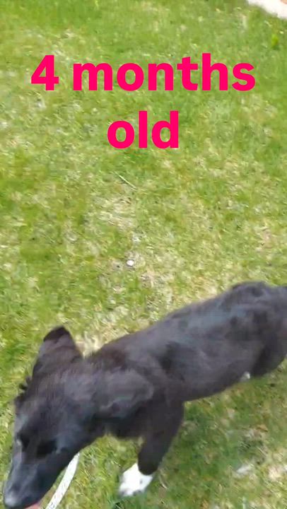 Enlarge Dot, a ADOPTABLE mixed breed in Crystal Lake, IL video 5/5