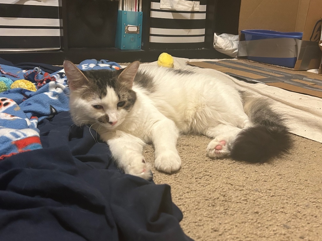 Enlarge Mr. Apple, a Adoptable Domestic Medium Hair in Keller, TX image 5/5