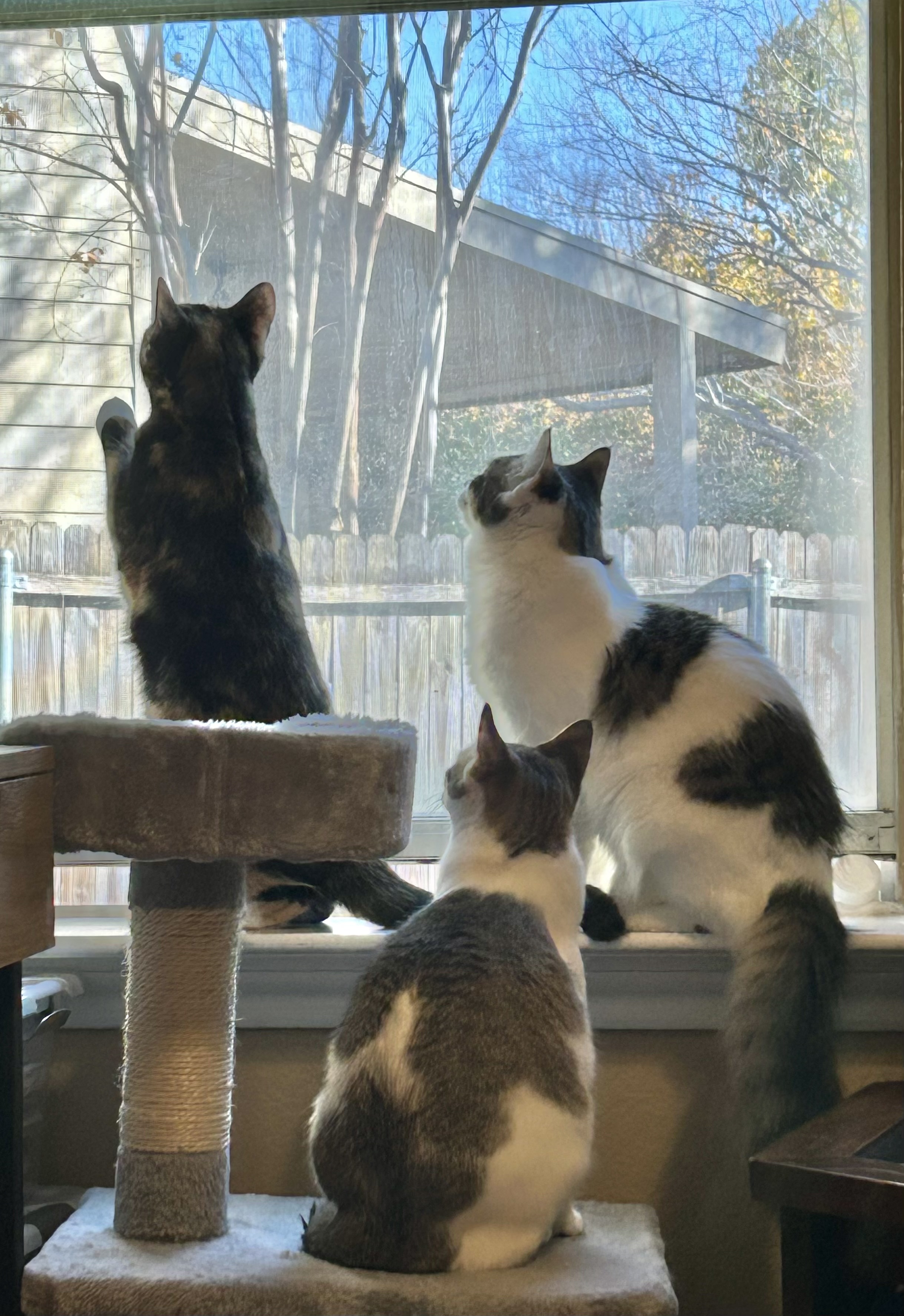 Enlarge Mr. Apple, a Adoptable Domestic Medium Hair in Keller, TX image 1/5