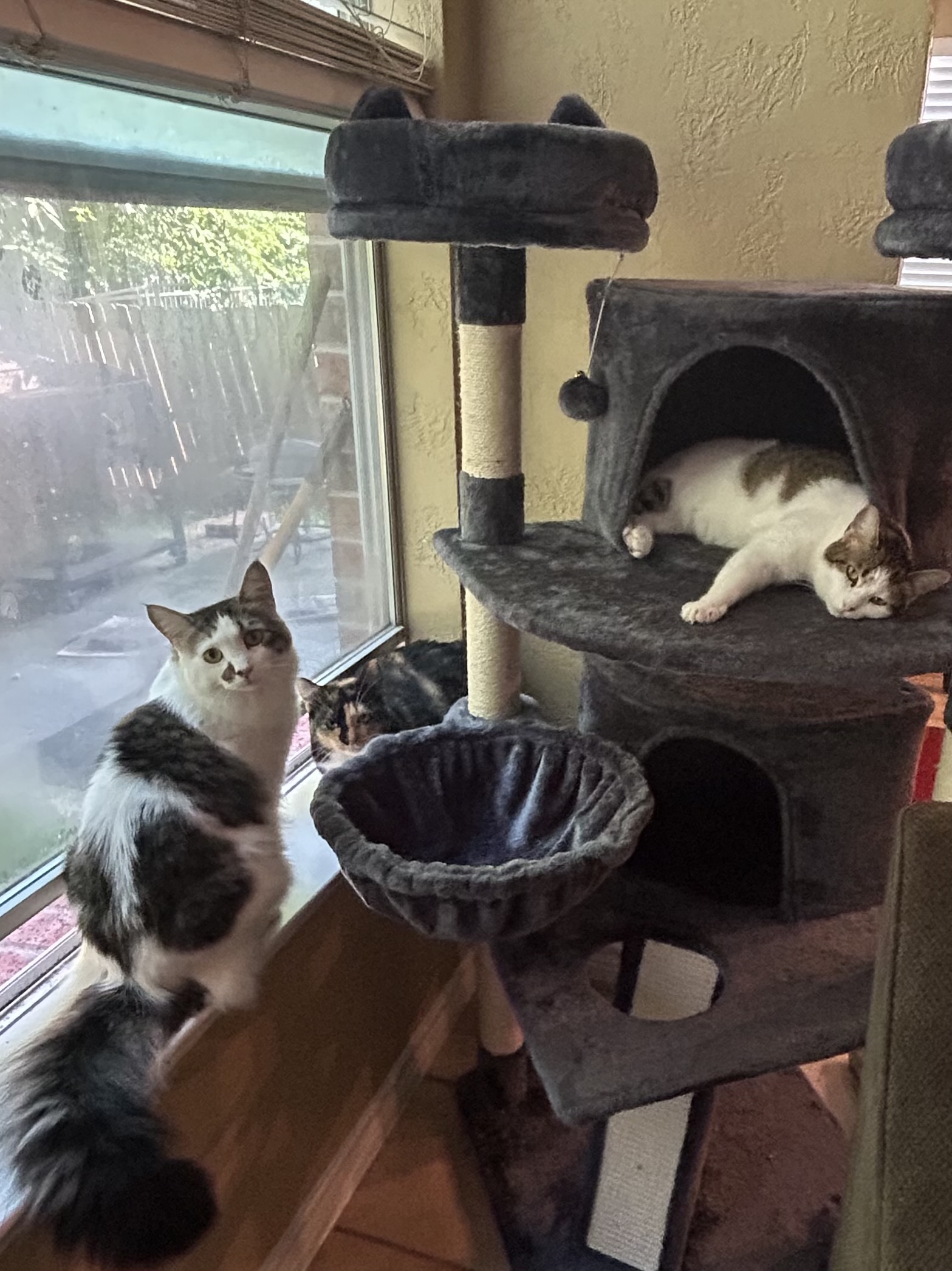 Enlarge Mr. Apple, a Adoptable Domestic Medium Hair in Keller, TX image 2/5