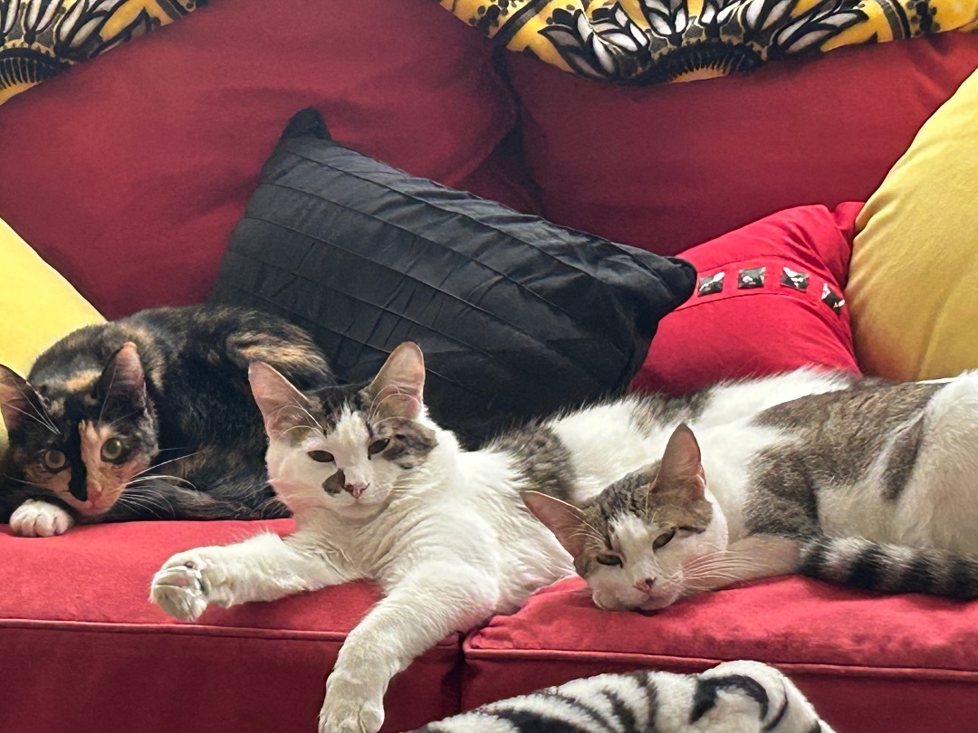 Enlarge Mr. Apple, a Adoptable Domestic Medium Hair in Keller, TX image 3/5