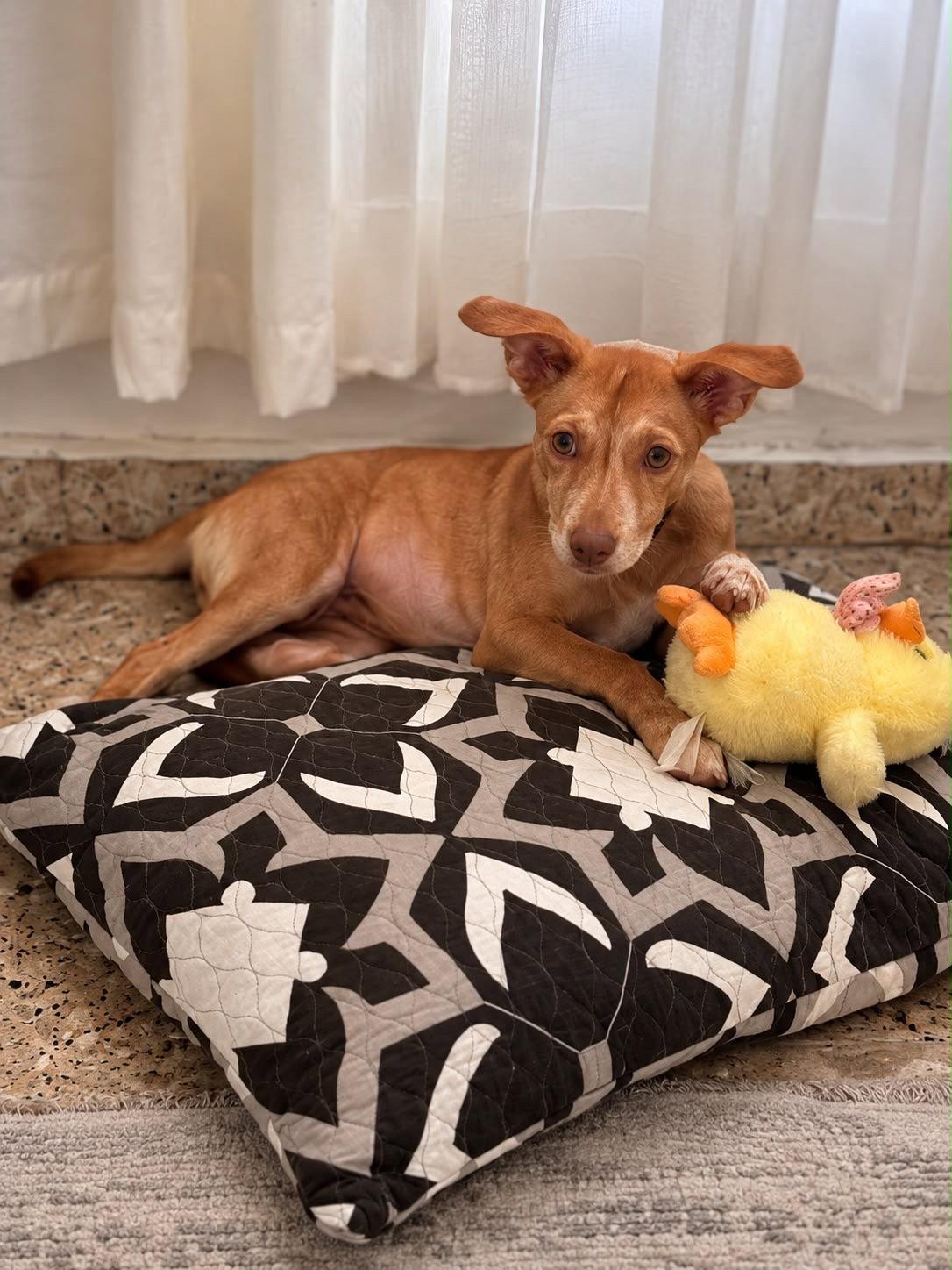 Sasha, Adoptable, Puppy Female Retriever & Labrador Retriever.