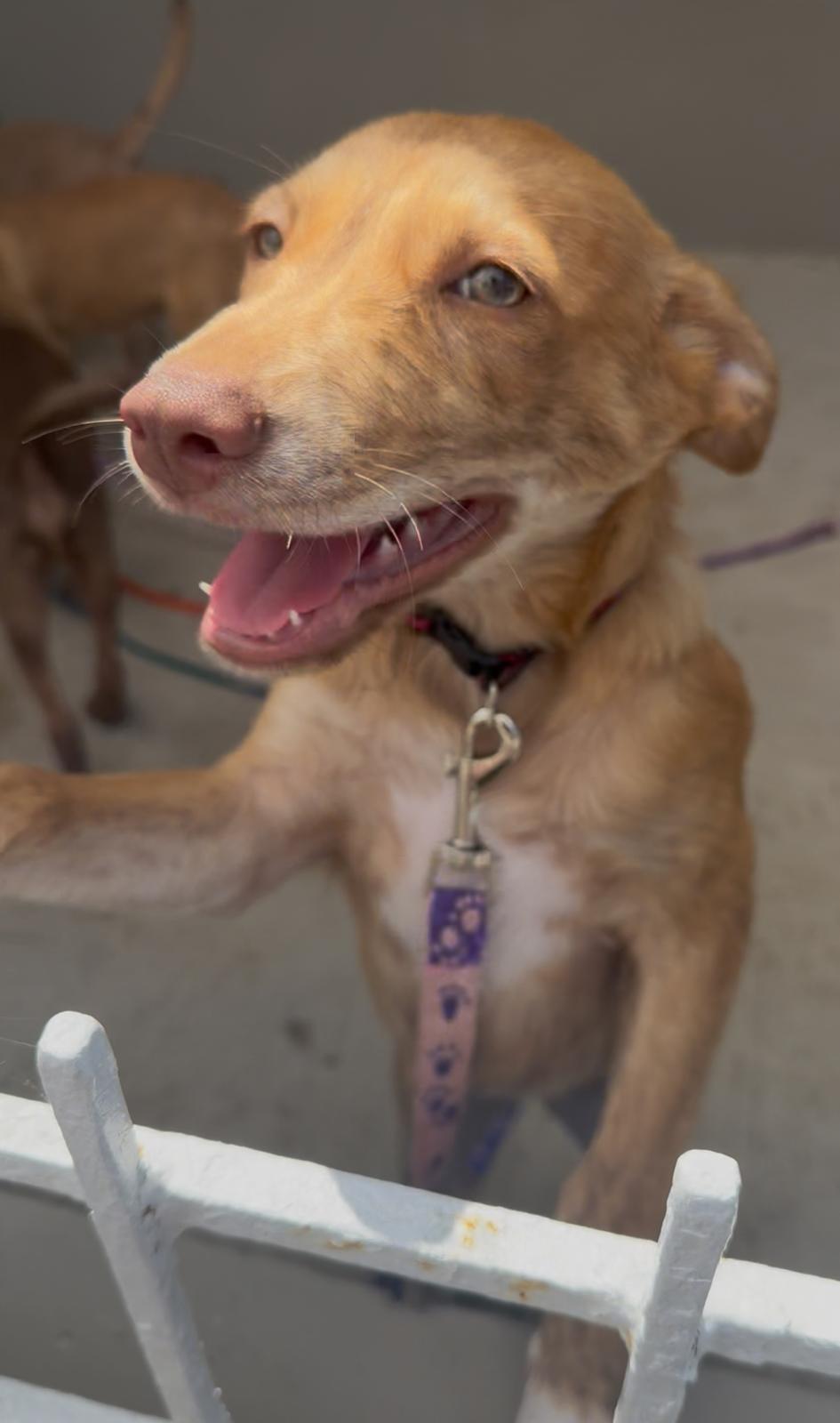 Enlarge Sasha, a Adoptable mixed breed in Jenkintown, PA image 2/2