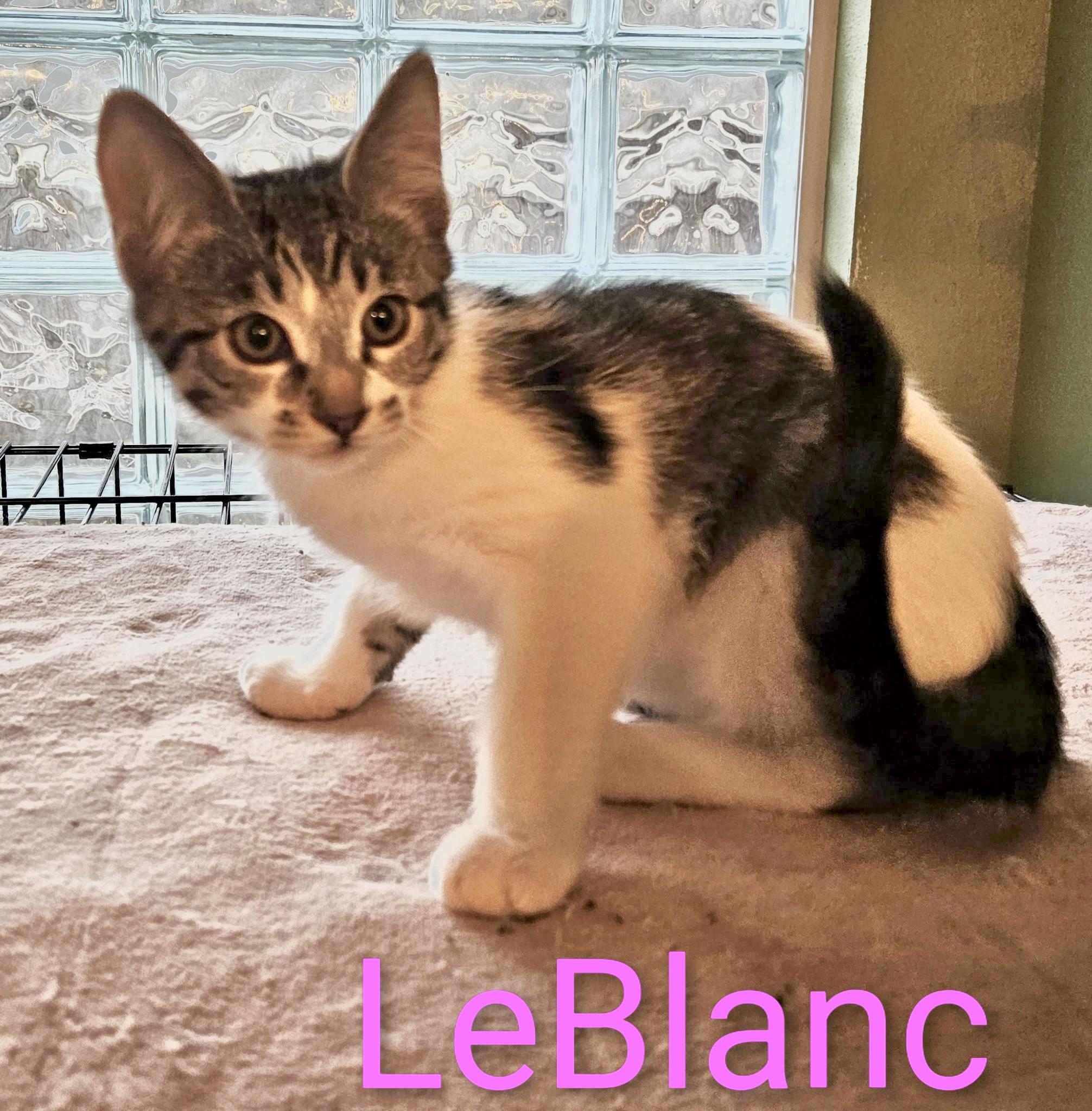 LeBlanc - North Conroe Petsmart , an adopted Domestic Short Hair in Conroe, TX image 3/3