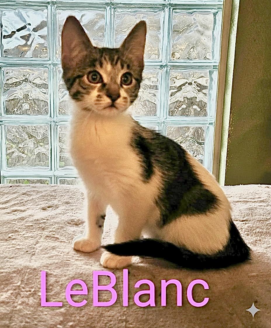 LeBlanc - North Conroe Petsmart , an adopted Domestic Short Hair in Conroe, TX image 2/3