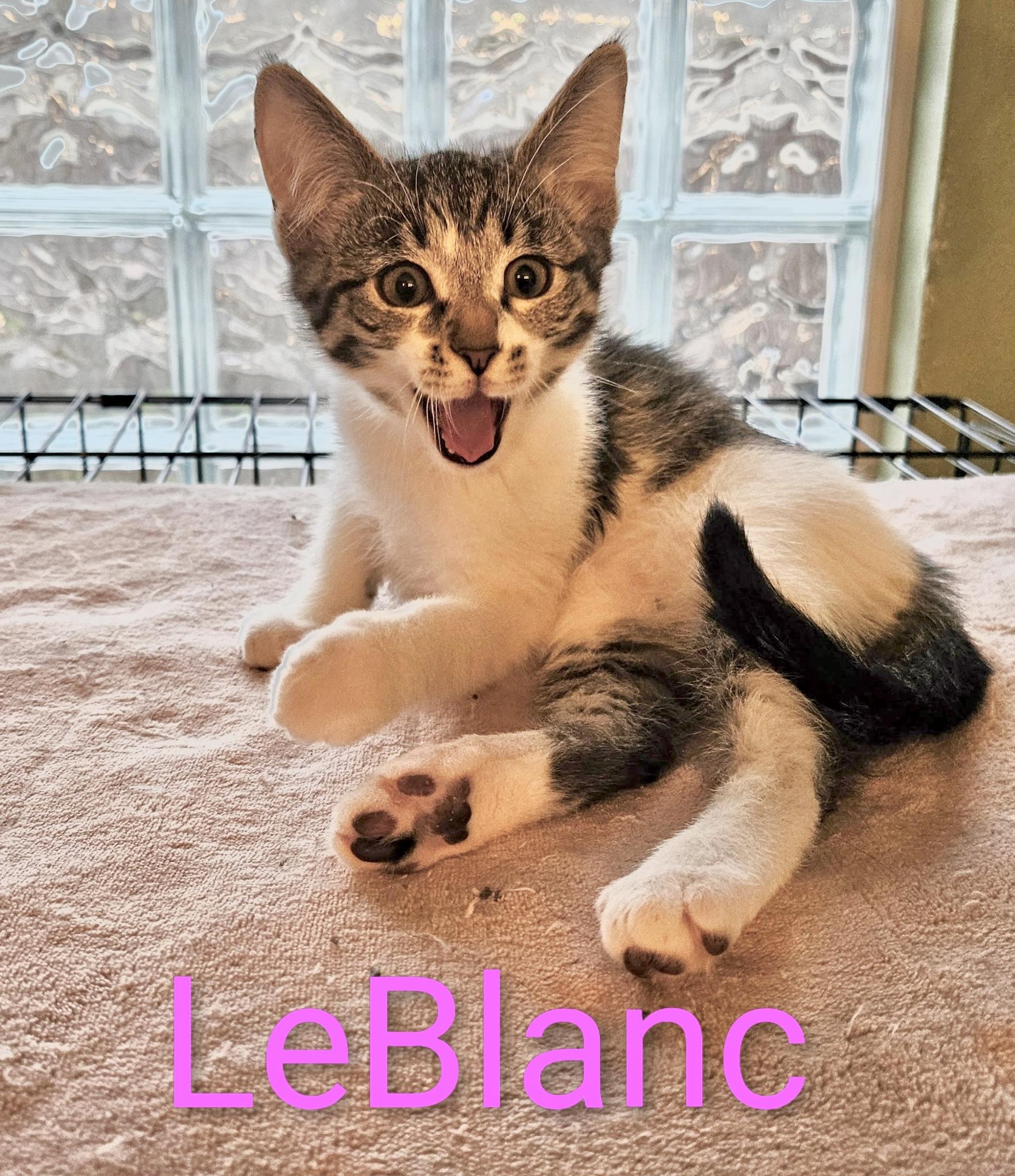 LeBlanc - North Conroe Petsmart , an adopted Domestic Short Hair in Conroe, TX image 1/3